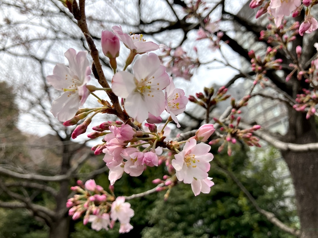 国立劇場の桜 | Tokyo Dragon Road
