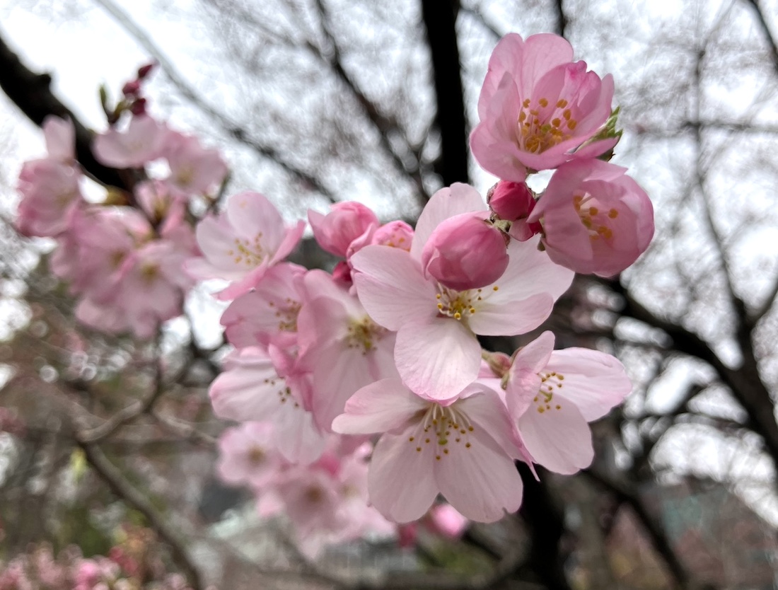 ☆秋桜☆ C.O.S.M.O.S. ～秋桜～ -Unplugged Version- - YouTube