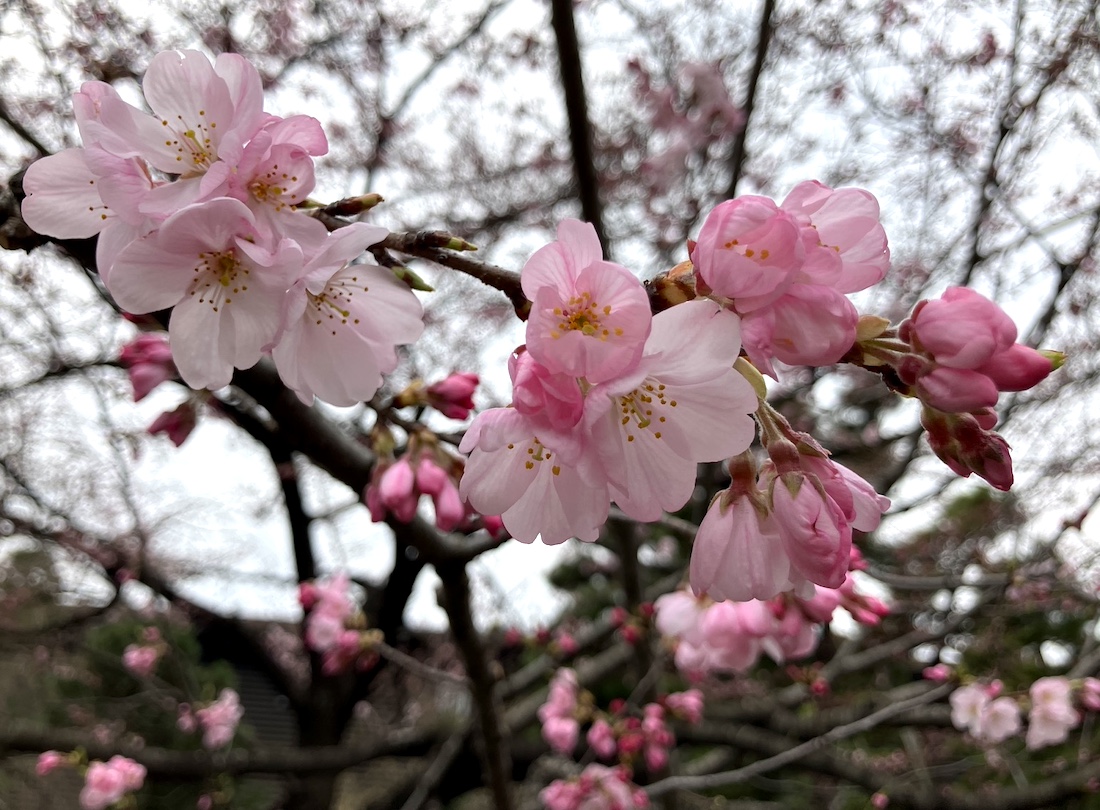 国立劇場の桜 | Tokyo Dragon Road