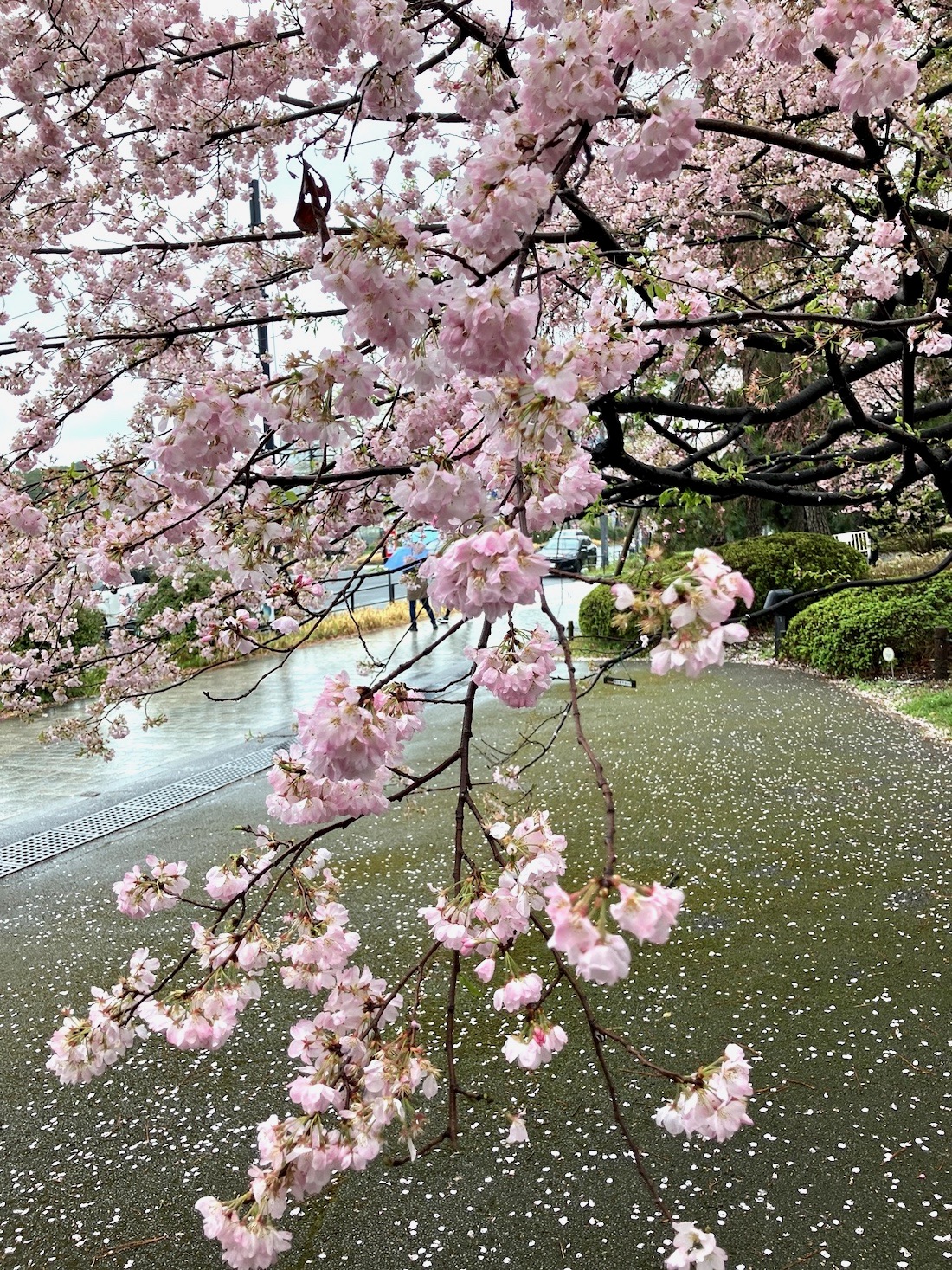 国立劇場の桜(2) | Tokyo Dragon Road