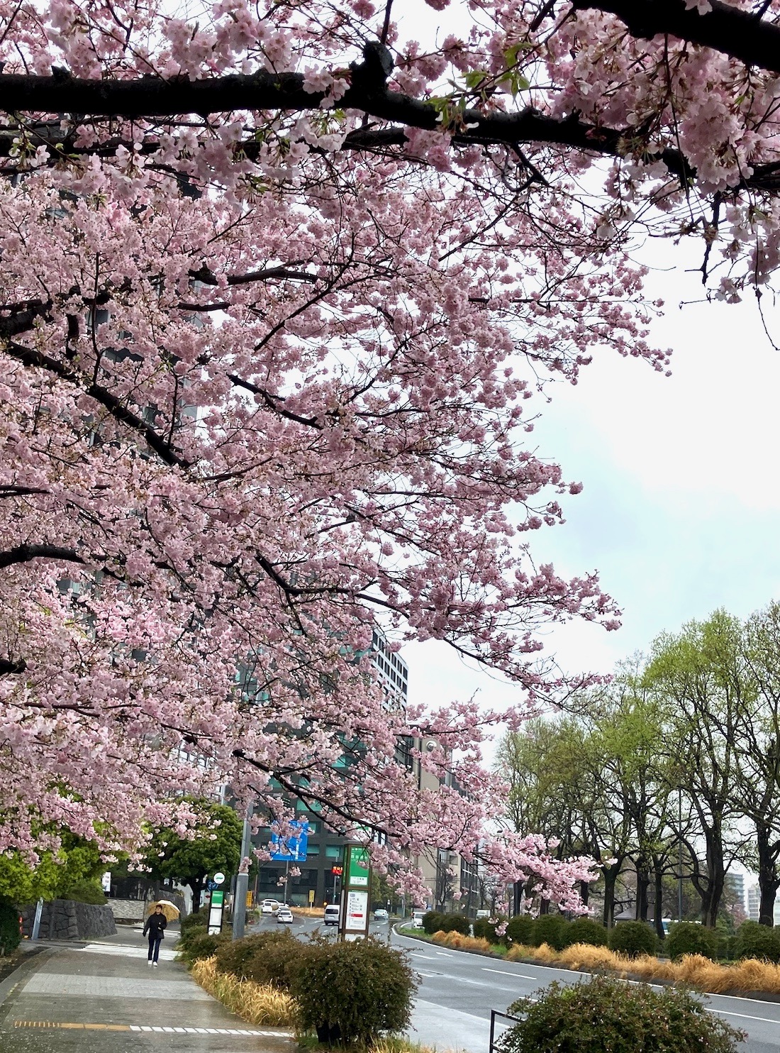 国立劇場の桜(2) | Tokyo Dragon Road