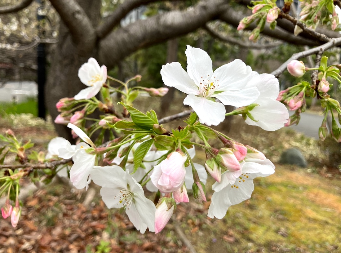 国立劇場の桜 | Tokyo Dragon Road