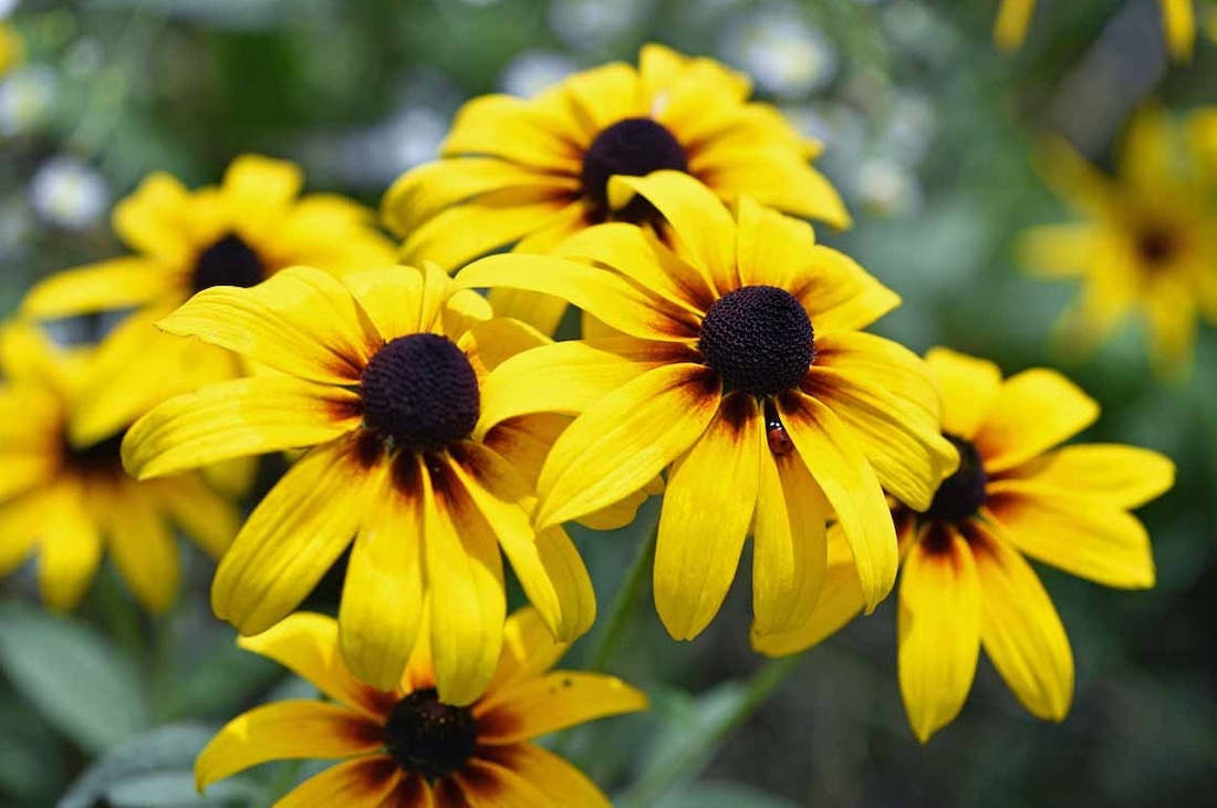 Black-Eyed Susan