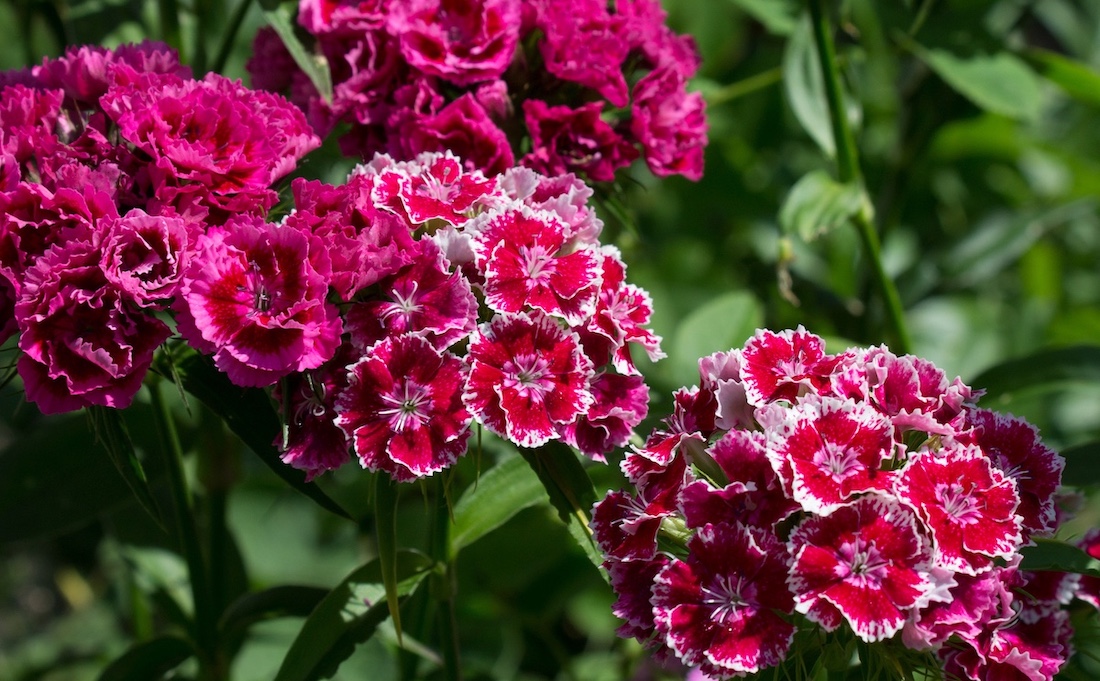 Sweet William